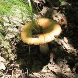 Kako posoliti valui za zimu kod kuće